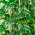 FUN AND GROW SEEDS: Seeds Cucumber Titus F1 for Pickling Open-Pollinated Non GMO
