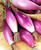 FUN AND GROW SEEDS: Seeds Red Banana Shallot Onion Non GMO Heirloom