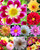 120+ Mixed Rare Dahlia Flower Seeds Spectacle Perennial Flowers Plant for Bonsai in Home Garden