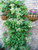 VAACNEE 100pcs Climbing Hydrangea White Flower Vine Seeds