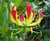 VAACNEE Gloriosa Superba Glory Vine, Climbing Flame Lily Exceptional Beauty - 30 Seeds