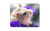 Adorable Gerbil Mouse Mat Pad - Mice Rat Cute Rodent Pet Computer Gift HB5854