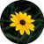 Sunflower 5" Round Jar Opener or Mini Mousepad with Black Backing Great Gift Idea