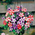 NIKA SEEDS - Flowers Petunia Starfall Mix F1 Annual - 800 Seeds
