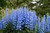 CEMEHA SEEDS - Blue Subalpine Larkspur Delphinium Giant Annual Flowers for Planting