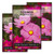 Sow Right Seeds - Sensation Cosmos Flower Seed for Planting - Non-GMO Heirloom Packet with Instructions to Grow - Cut and Come Again - Stunning Pink Mix for Pollinators - Interesting Foliage (3)