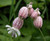 Bladder Campion (50 Seeds) - Silene vulgaris