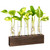 KAXYEW Desktop Glass Plant Propagation Station Test Tube Plant Terrarium in Wooden Stand for Hydroponic Plants Cutting Office Home Decoration (5 Test Tubes-BR) KAXYEW Desktop Glass Plant Propagation Station Test Tube Plant Terrarium in Wooden Stand for Hydroponic Plants Cutting Office Home Decoration (5 Test Tubes-BR)