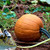 Pumpkin, Small Sugar Pumpkin Seeds, Heirloom, Non GMO, 200 Seeds, Small Pumpkins