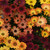 Outsidepride Osteospermum African Daisy Sunset Shades Flower Seed Mix - 20 Seeds