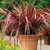 Outsidepride Phormium New Hybrids New Zealand Flax Foliage Plants - 200 Seeds