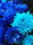 Dichondra 100 Blue Fireball Dahlia Flower Seeds