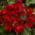 CHUXAY GARDEN Dark red Geranium Flower Seed 100 Seeds Beautiful Potted Plants Spectacular Display Easy to Grow & Maintain CHUXAY GARDEN Dark red Geranium Flower Seed 100 Seeds Beautiful Potted Plants Spectacular Display Easy to Grow & Maintain