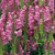 CHUXAY GARDEN Rose Obedient Plant Seed 40 Seeds False Dragon Flower Perennial Herb Plant Adding a Decorative Appeal Makes Great Edging