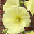 CHUXAY GARDEN Light Yellow Hollyhock Flower Seed 100 Seeds Russian Yellow Hollyhock Lovely Yellow Flower Ornamental Flowering Plant Striking Landscaping Plant Easy Grow