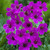 CHUXAY GARDEN Rare Purple Geraniums Flower Seed 200 Seeds Ornamental Flowering Plant Beautiful Purple Potted Plants Easily Grow CHUXAY GARDEN Rare Purple Geraniums Flower Seed 200 Seeds Ornamental Flowering Plant Beautiful Purple Potted Plants Easily Grow