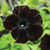 CHUXAY GARDEN Black Velvet Petunia Seed 100 Seeds Black Cat Petunia Mysterious Flowering Plant Perfect for Hanging Basket and Containers