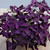 Oxalis B?lbs - 10 B?lbs Oxalis Triangularis Purple Shamrock Lucky Clover