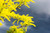 Thornless Honey Locust Seeds for Planting (20 Seeds) - Gleditsia triacanthos Inermis