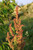 Curly Dock 100 Seeds Fresh Harvest for Garden Fresh Plant Seeds Curly Dock 100 Seeds Fresh Harvest for Garden Fresh Plant Seeds