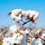 QAUZUY GARDEN Seeds 20 Premium Upland Cotton (Gossypium Hirsutum) Mexican Cotton Seeds, Non-GMO & Untreated, Self-Pollinating, Perfect Plant for Education, Great Gardening Gifts