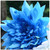 CHUXAY GARDEN Blue Fireball Dahlia-100 Seeds Beautiful Flower Seeds Perennial Plant Hybrid Dahlias Home Garden Rare Striking Landscaping Plant Easily Grow CHUXAY GARDEN Blue Fireball Dahlia-100 Seeds Beautiful Flower Seeds Perennial Plant Hybrid Dahlias Home Garden Rare Striking Landscaping Plant Easily Grow