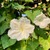 CHUXAY GARDEN Ipomoea Alba-Moonflower,Tropical White Morning-Glory,Moon Vine 30 Seeds Showy Accent Plant