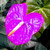 Dichondra Fresh 100pcs Anthurium Plant Seeds for Planting Violet