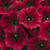 CHUXAY GARDEN Supertunia Black Cherry Petunia Seed 5 Seeds Bright Annual Flowering Plant Perfect for Hanging Basket and Containers