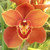 CHUXAY GARDEN Orange Cymbidium Orchid Flower Seed 100 Seeds Orchid Flower Seeds for Planting Outdoor Houseplant Ornamental Flowering Plant Exotic Charm Adding a Decorative Appeal