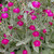CHUXAY GARDEN Lychnis Coronaria,Rose Campion Seed 200 Seeds Landscaping Rocks Ornamental Flowering Plant Spectacular Display