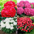 QAUZUY GARDEN 10 Hydrangea Seeds Mixed Colors Hortensia Seeds - Showy Hardy Fast-Growing Perennial Hedge Garden Shrub Tree Plant - Great Cut Flower Bouquets