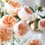 CHUXAY GARDEN Juliet Rose Seed 10 Seeds Rose Shrub Flowering Plant Hardy Beautiful Distinctive Petals Wonderful Choice for Garden