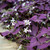 CHUXAY GARDEN Purple Shamrock Seed 400 Seeds Stunning Flowering Plant Ground Cover an Exciting New Addition
