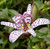 CHUXAY GARDEN Tricyrtis Hirta 'Miyazaki Hybrids',Japanese Toad Lily Seed 20 Seeds Perennial Flowering Plant an Exciting New Addition