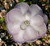 Dichondra 25pcs Pinguicula Moctezumae Mexican Butterwort Carnivorous Plant Seeds