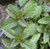 MITRAEE 100pcs Mint Chocolate Plant Seeds