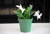 9GreenBox - White Christmas Cactus Plant - Zygocactus - 4" Pot