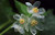 Dichondra 100pcs Skeleton Flowers Seeds