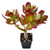 Dwarf Jade - Crassula Ovata Crosby's Compact, Rare Cute Succulent Plant Fully Rooted in 2" Pot