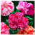 Picotee Mixed Carnation Seeds