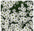 8000 Sweet Alyssum Seeds - Carpet of Snow - Great Ground Cover