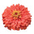 Burpee Senora Zinnia Seeds 50 seeds