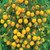 Burpee' Mirabelle Blanche' Oragnic | Yellow Cherry Tomato | 25 Seeds
