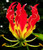 Gloriosa superba | Flame Lily | 10_Seeds