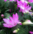 9GreenBox Pink Christmas Cactus Plant - Zygocactus - 4" Pot