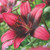 Purple Eye Asiatic Lily - 3 Bulbs