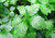 Dichondra 100 Gynostemma Plant Seeds Green.
