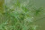 Dichondra 20 Egyptian Papyrus Plant Seeds
