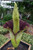Dichondra 5 Corpse Flower Seeds